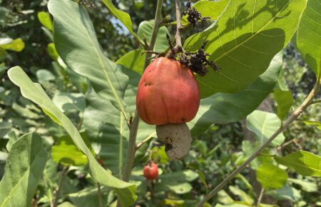 cashew apple fruit