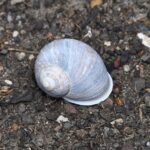 garden snail shell