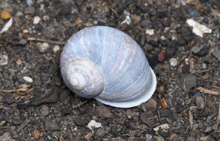 garden snail shell