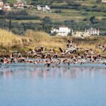 flamingo flock
