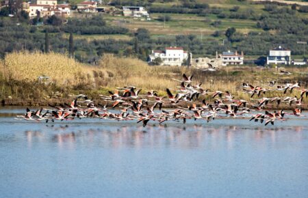 flamingo flock