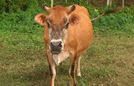 dairy cow milk India