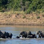 elephant savanna