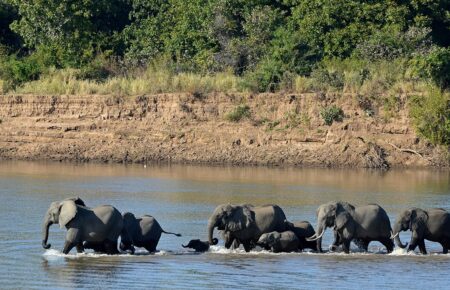 elephant savanna