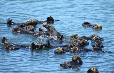 sea otters floating