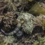 octopus underwater