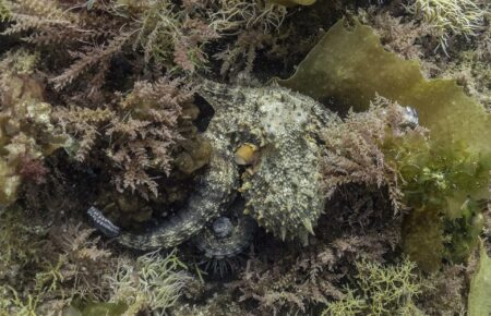 octopus underwater
