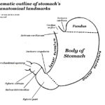 human stomach anatomy